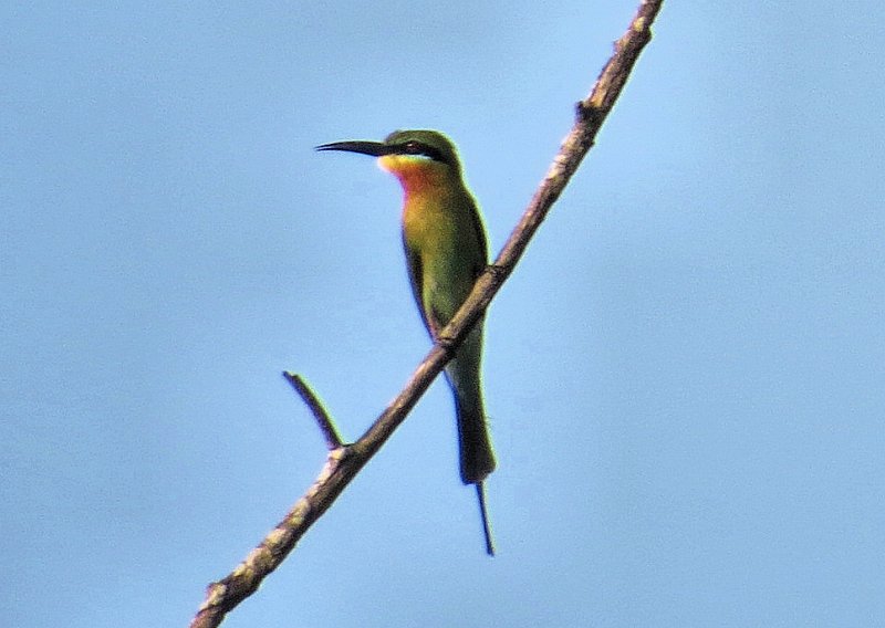 I (34) Blue-tailed Bee-eater.JPG